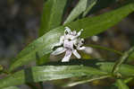 American waterwillow